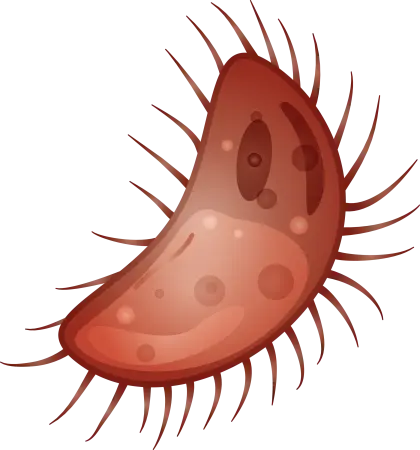 Illustration of a Bacterium