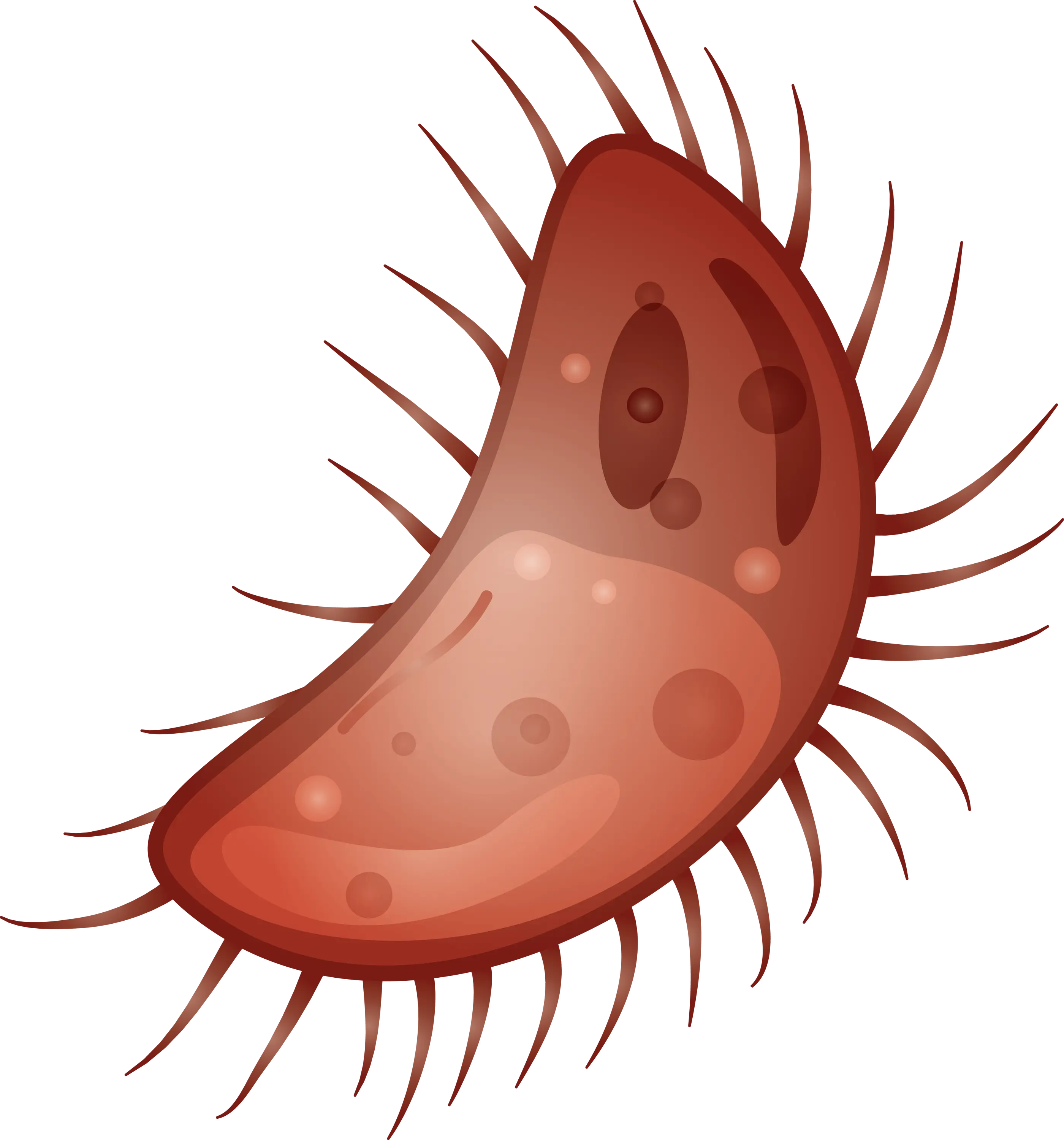 Illustration of a Bacterium