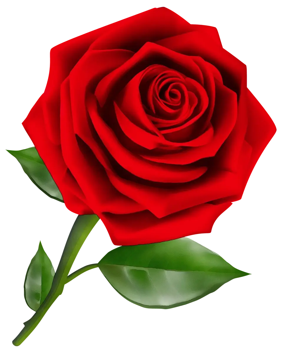 Beautiful Red Rose Illustration