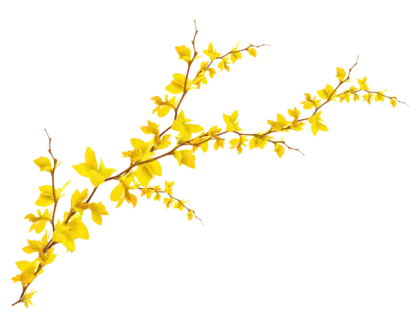 Yellow Flowering Branch for Nature Decor