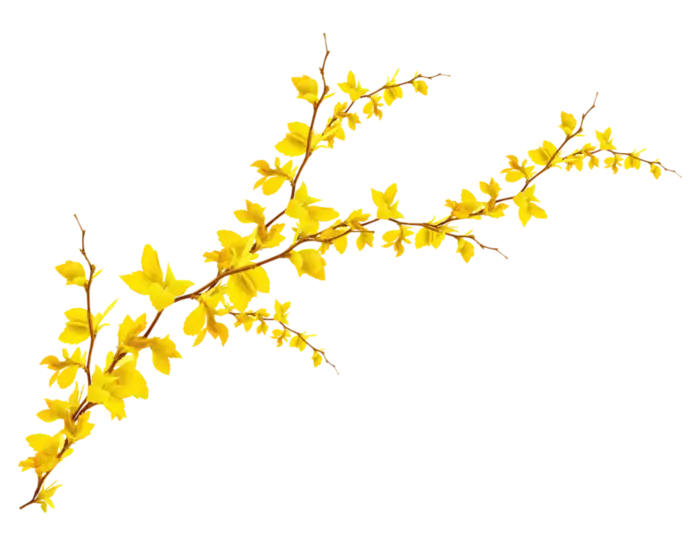 Yellow Flowering Branch for Nature Decor