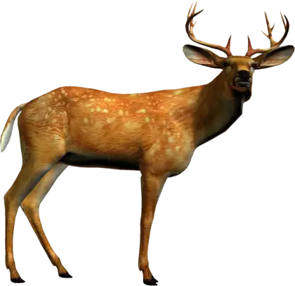 Majestic Brown Deer in Wildlife
