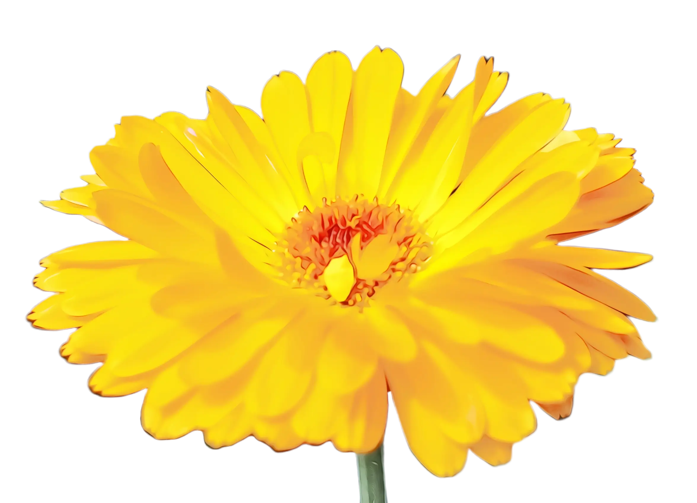 Beautiful Yellow Flower Illustration