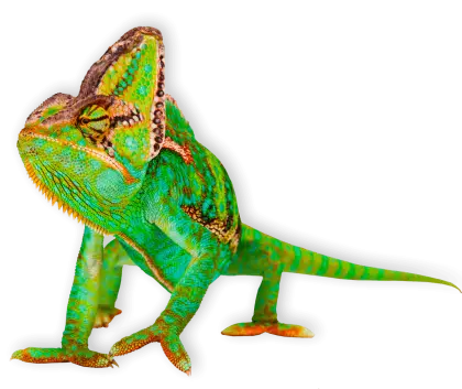 Green Chameleon with Colorful Scales