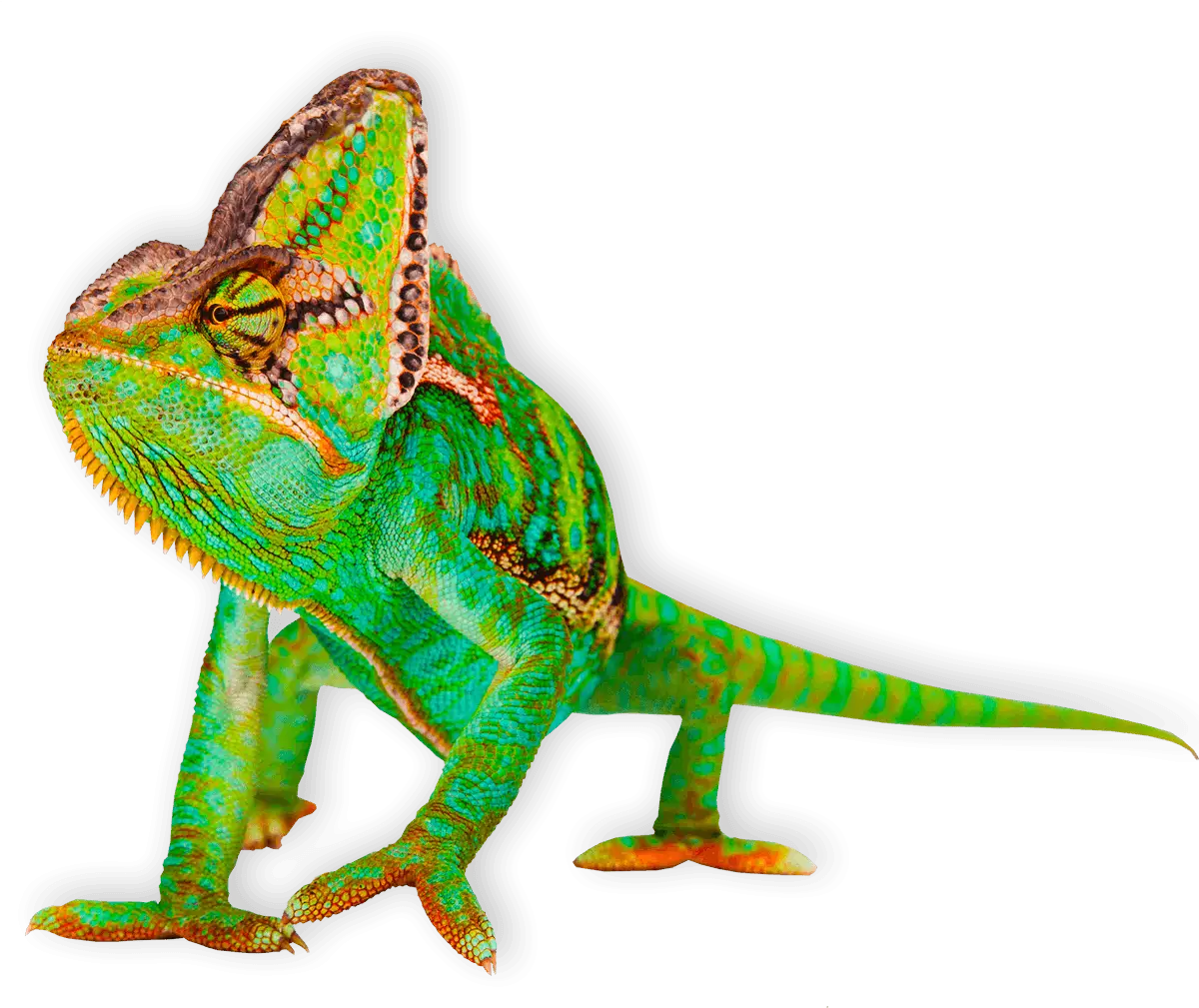 Green Chameleon with Colorful Scales