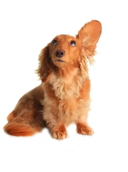 Cute Dog with One Ear Up