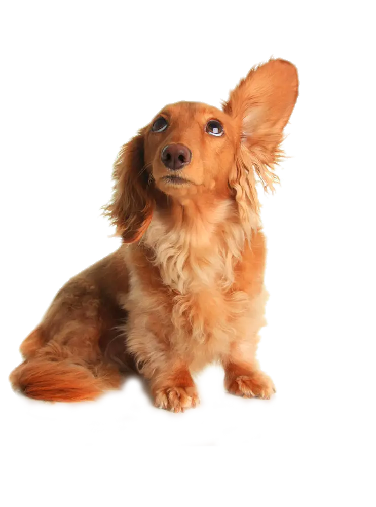 Cute Dog with One Ear Up