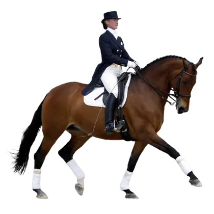 Horse and Rider in Dressage Pose