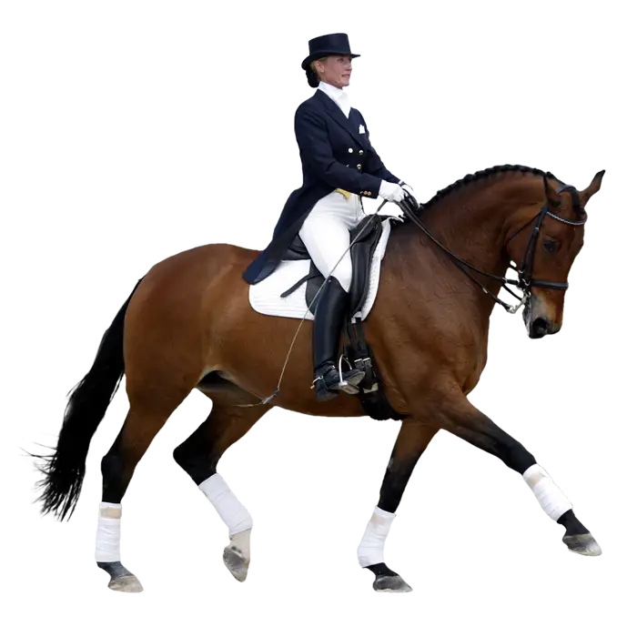 Horse and Rider in Dressage Pose