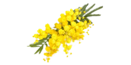 Yellow Mimosa Flowers Representing Spring Beauty