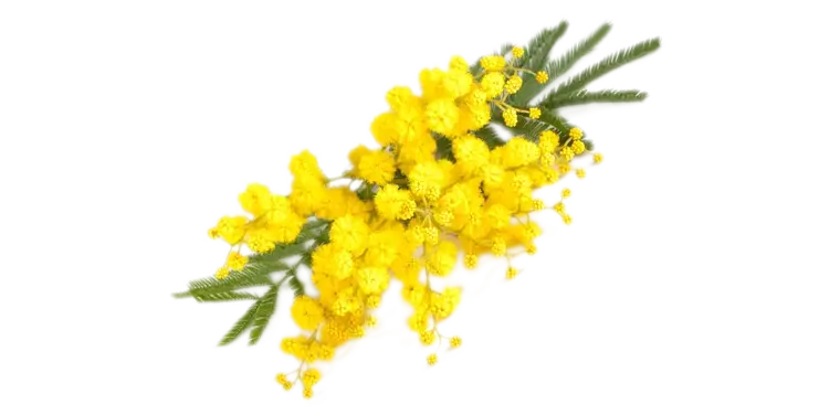 Yellow Mimosa Flowers Representing Spring Beauty