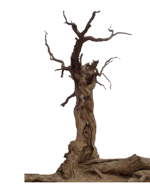 Dry Tree with Twisted Branch Design