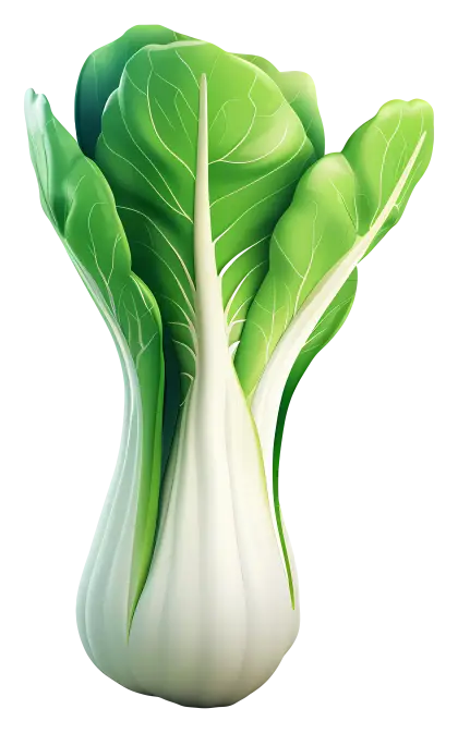 Fresh Bok Choy Illustration