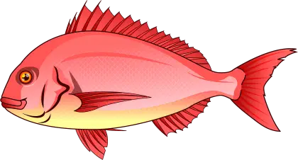 Red Fish Illustration of Marine Life