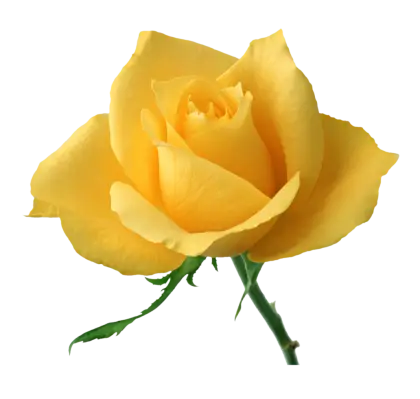 Yellow Rose with Green Stem
