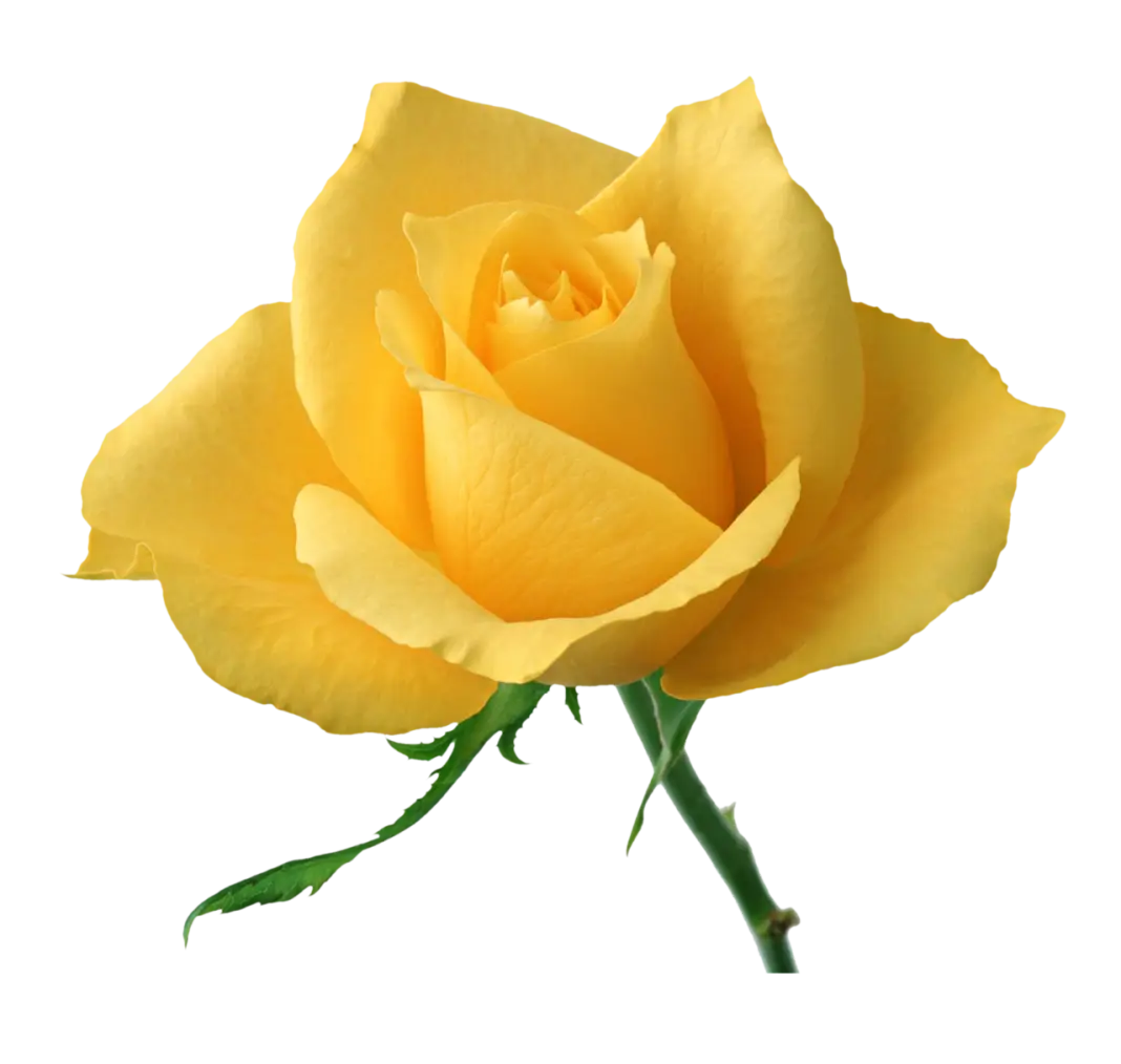 Yellow Rose with Green Stem