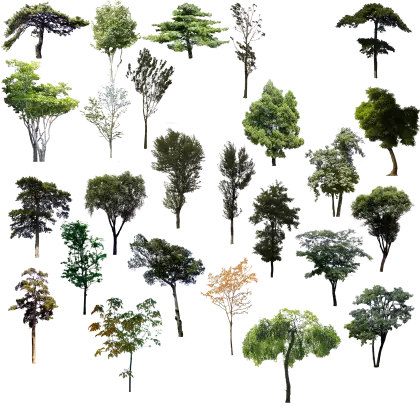 Variety of Trees