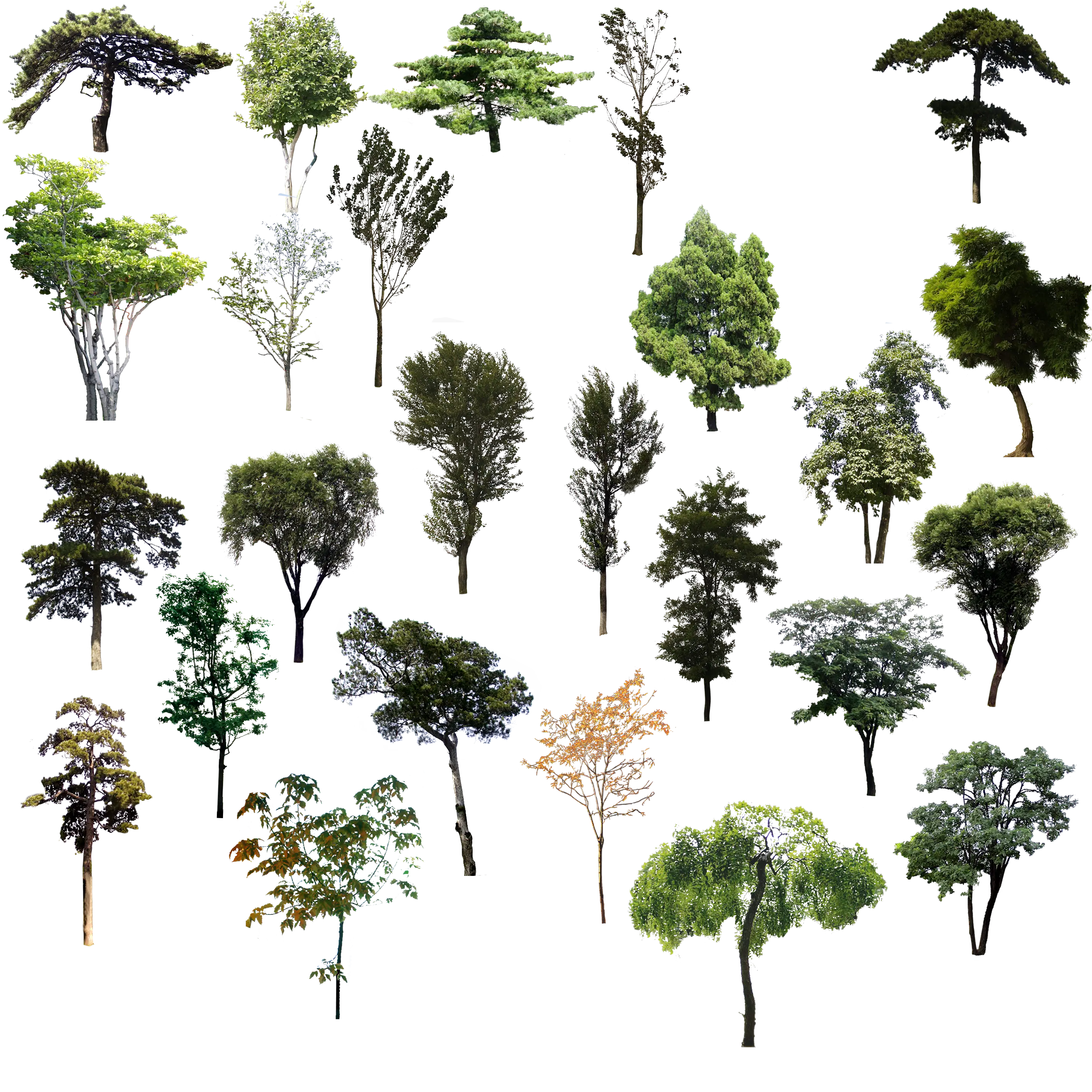 Variety of Trees
