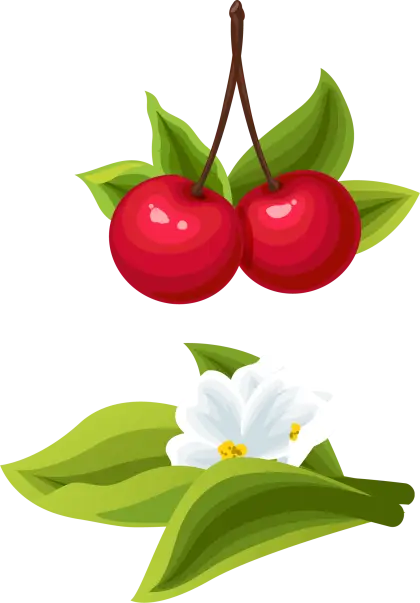 Fresh Red Cherries with Leaves
