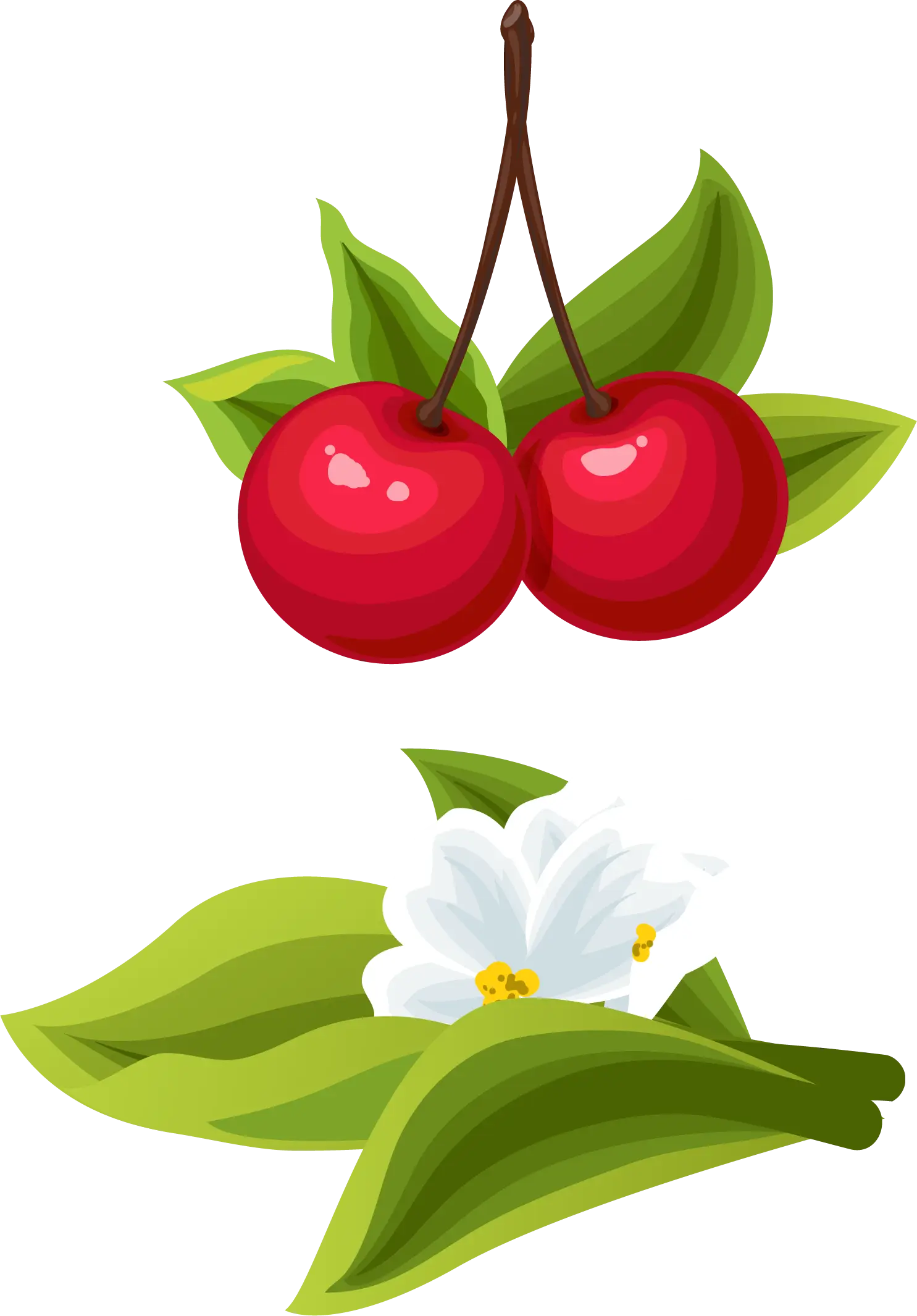 Fresh Red Cherries with Leaves