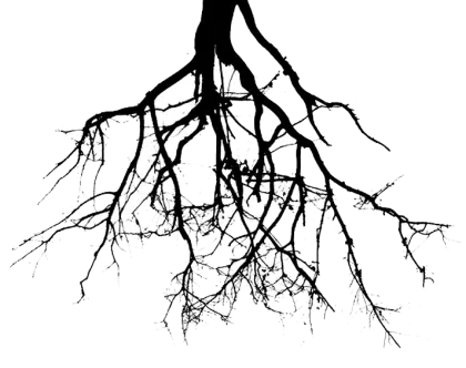 Tree Roots Silhouette in Black and White