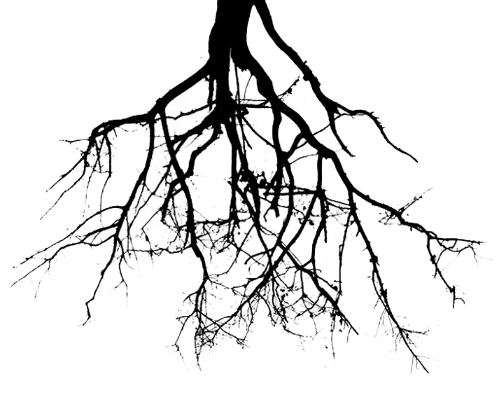 Tree Roots Silhouette in Black and White