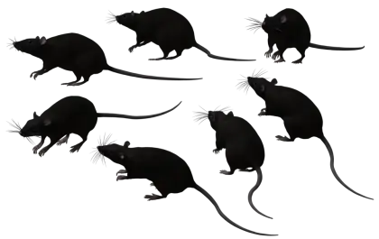 Black Rat Silhouettes in Various Poses