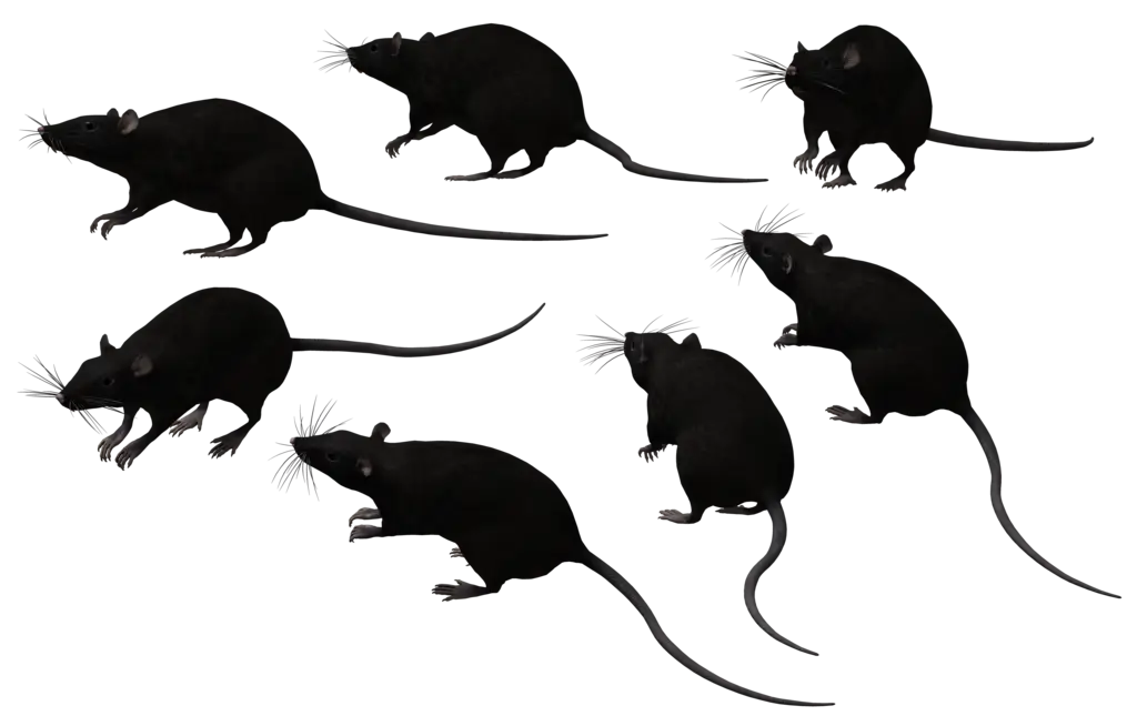 Black Rat Silhouettes in Various Poses