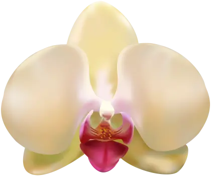 Yellow Orchid Blossom