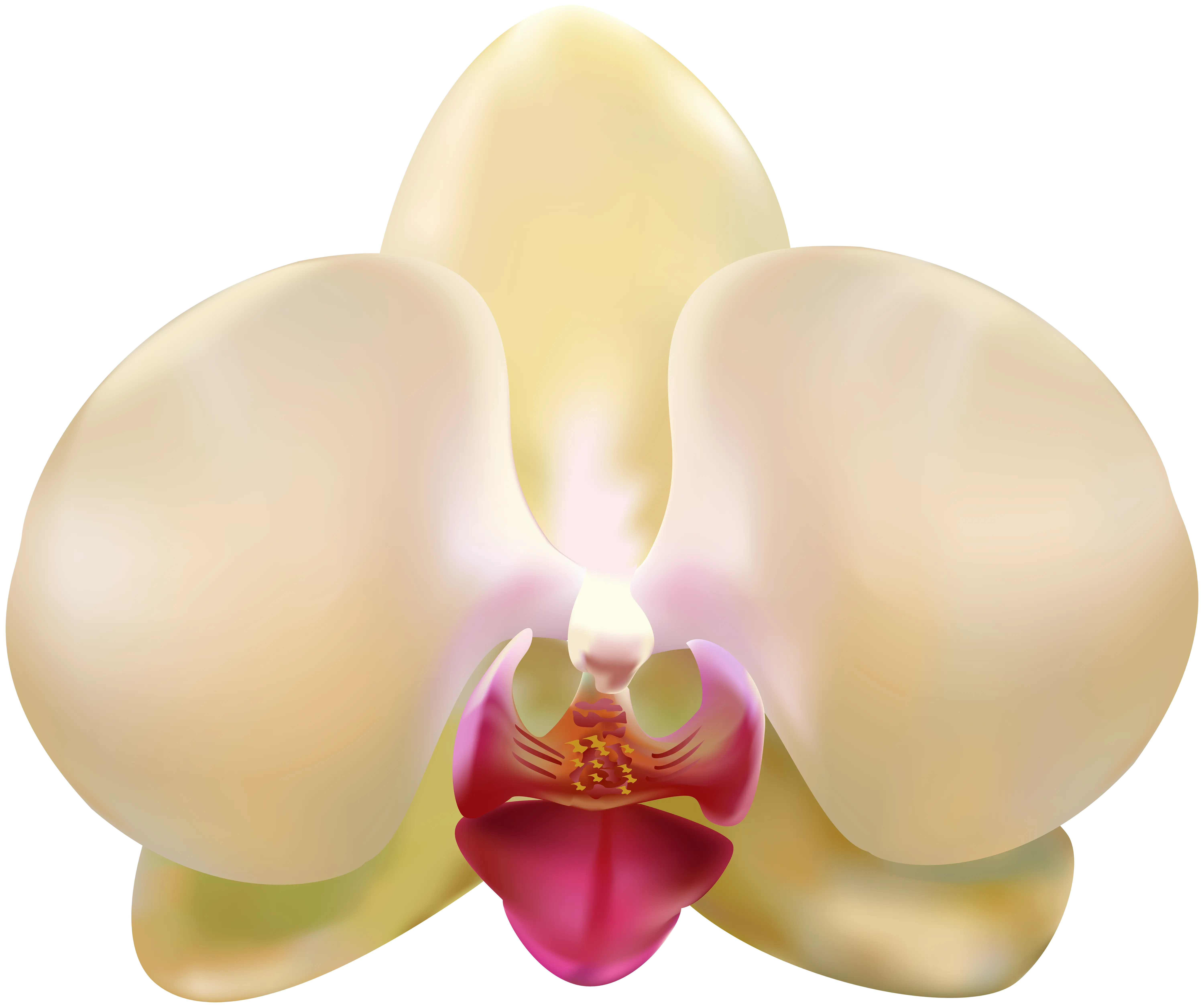 Yellow Orchid Blossom