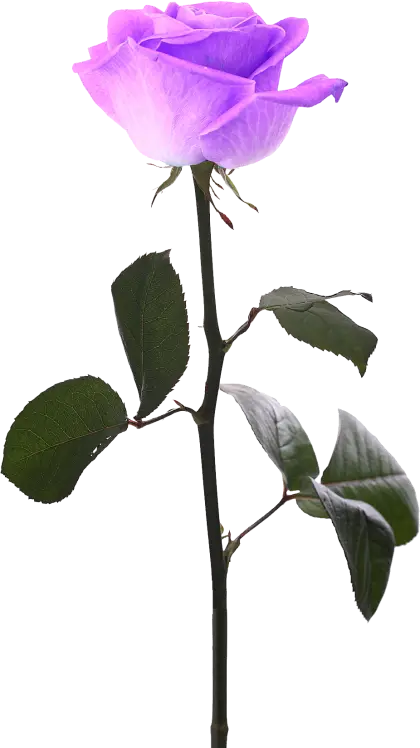 Beautiful Purple Rose with Green Leaves