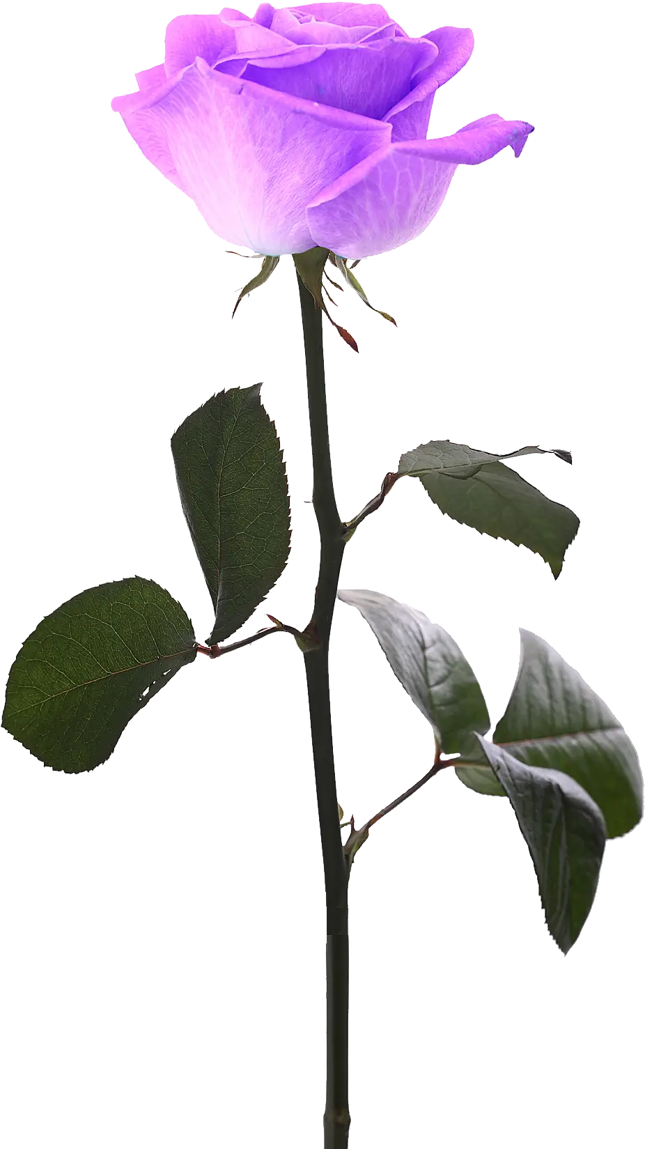 Beautiful Purple Rose with Green Leaves