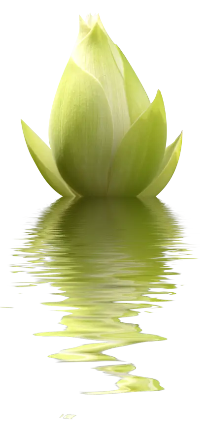Serene Green Lotus with Water Reflection