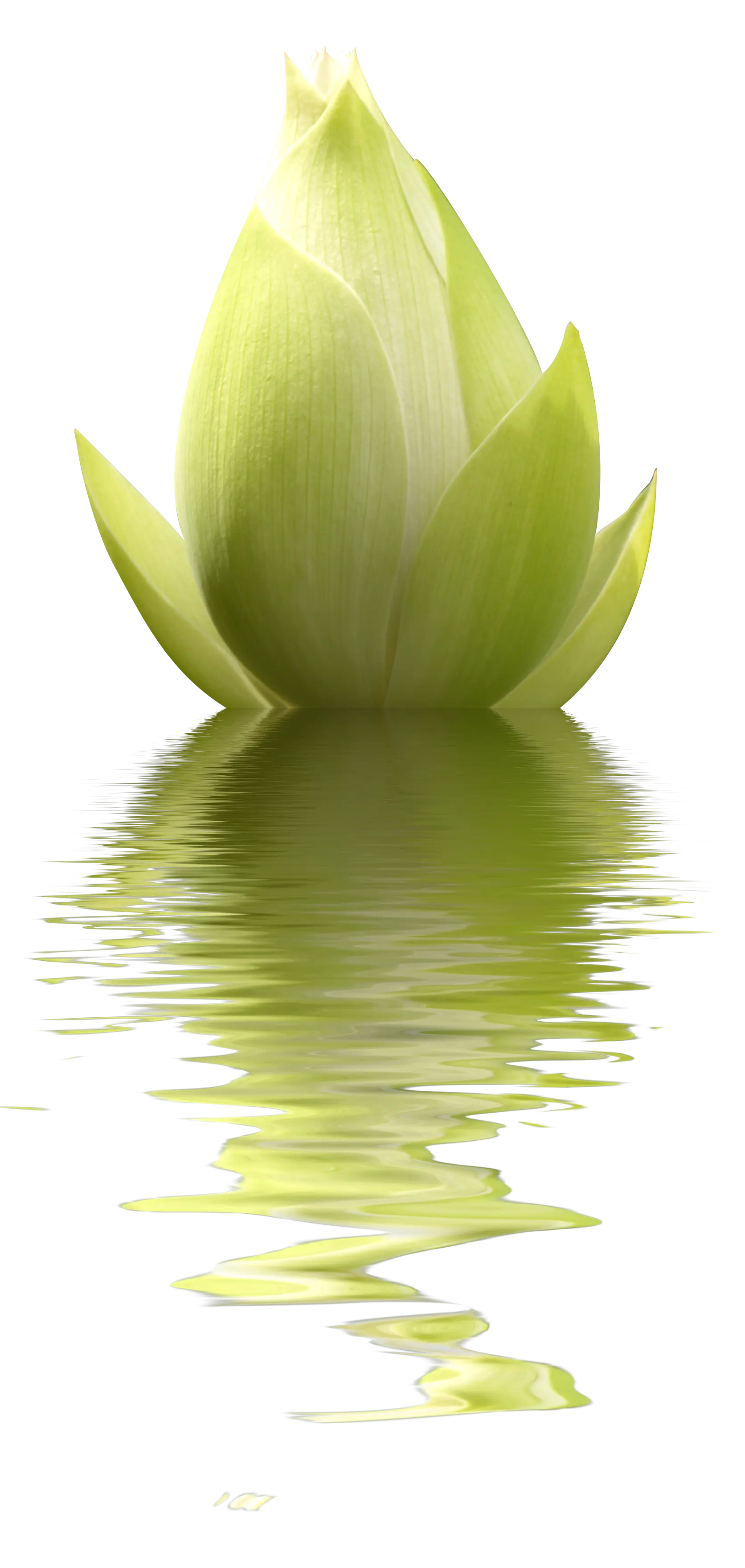 Serene Green Lotus with Water Reflection
