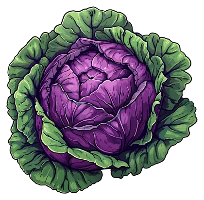 Purple Cabbage with Green Leaves