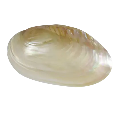 Shiny Pearl Shell