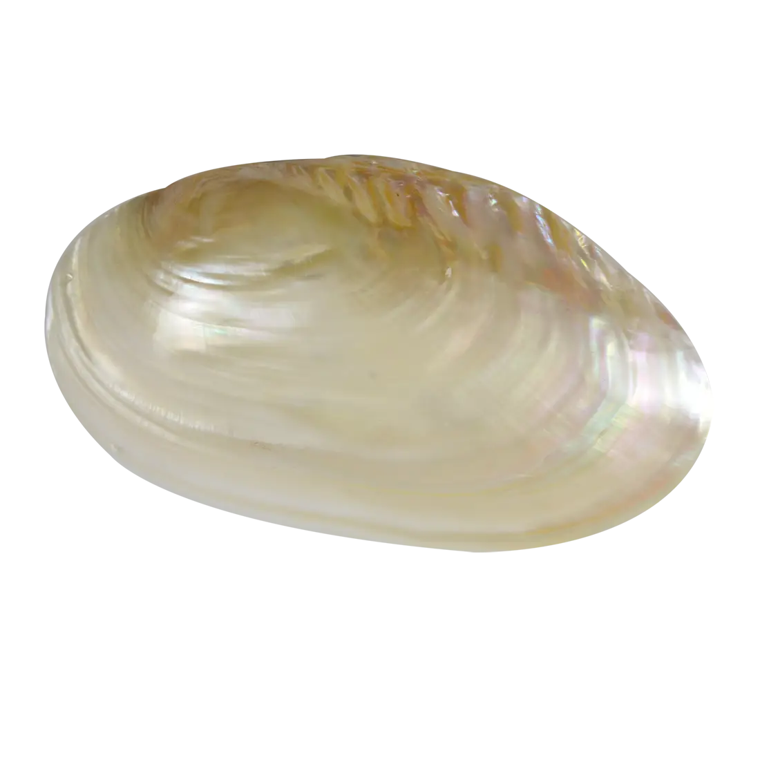 Shiny Pearl Shell