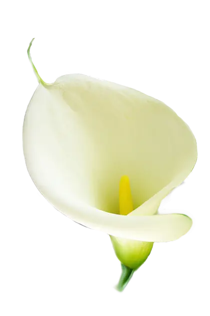 White Calla Lily Flower