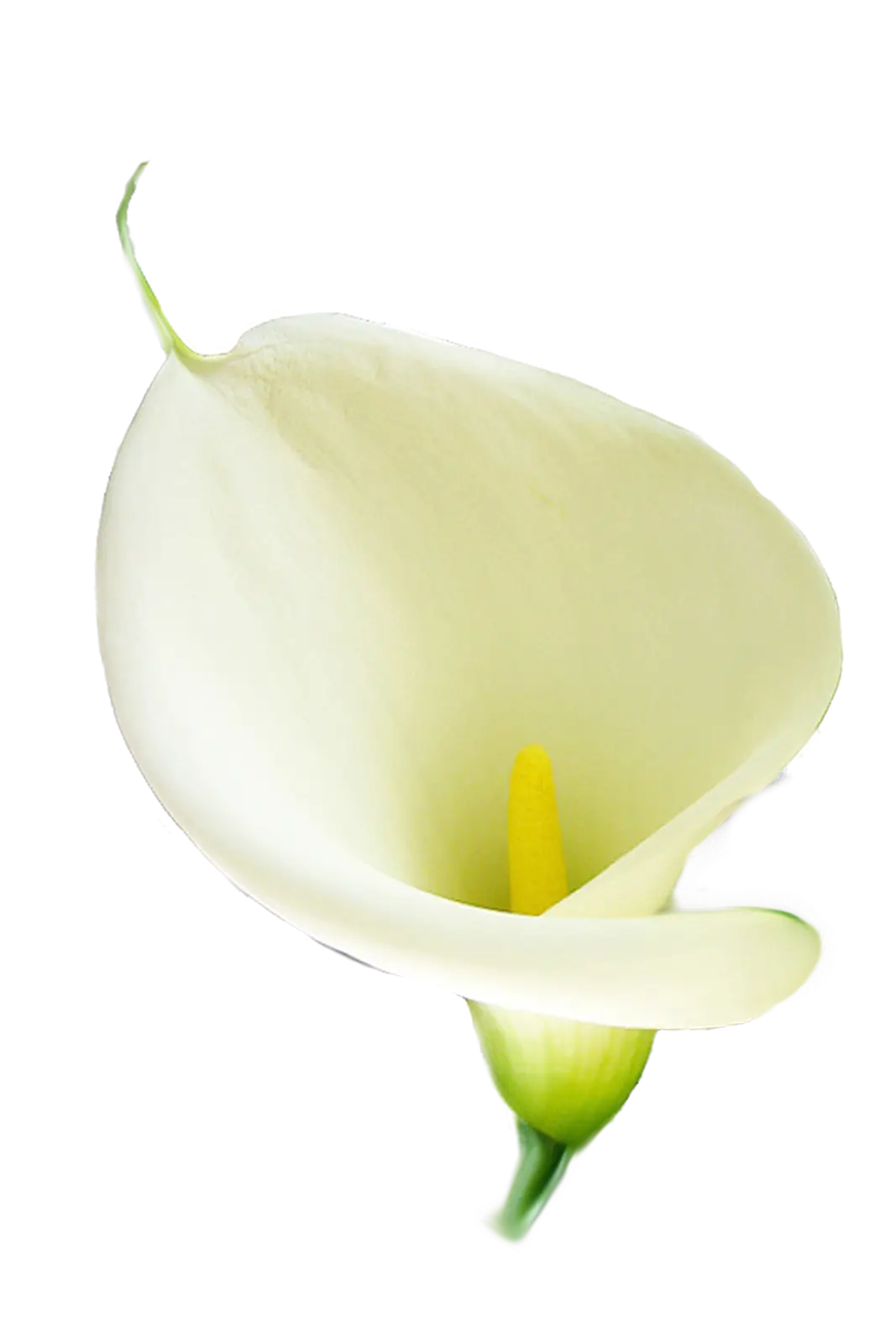 White Calla Lily Flower