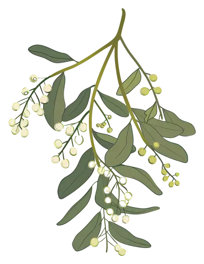 Green Mistletoe with Berries