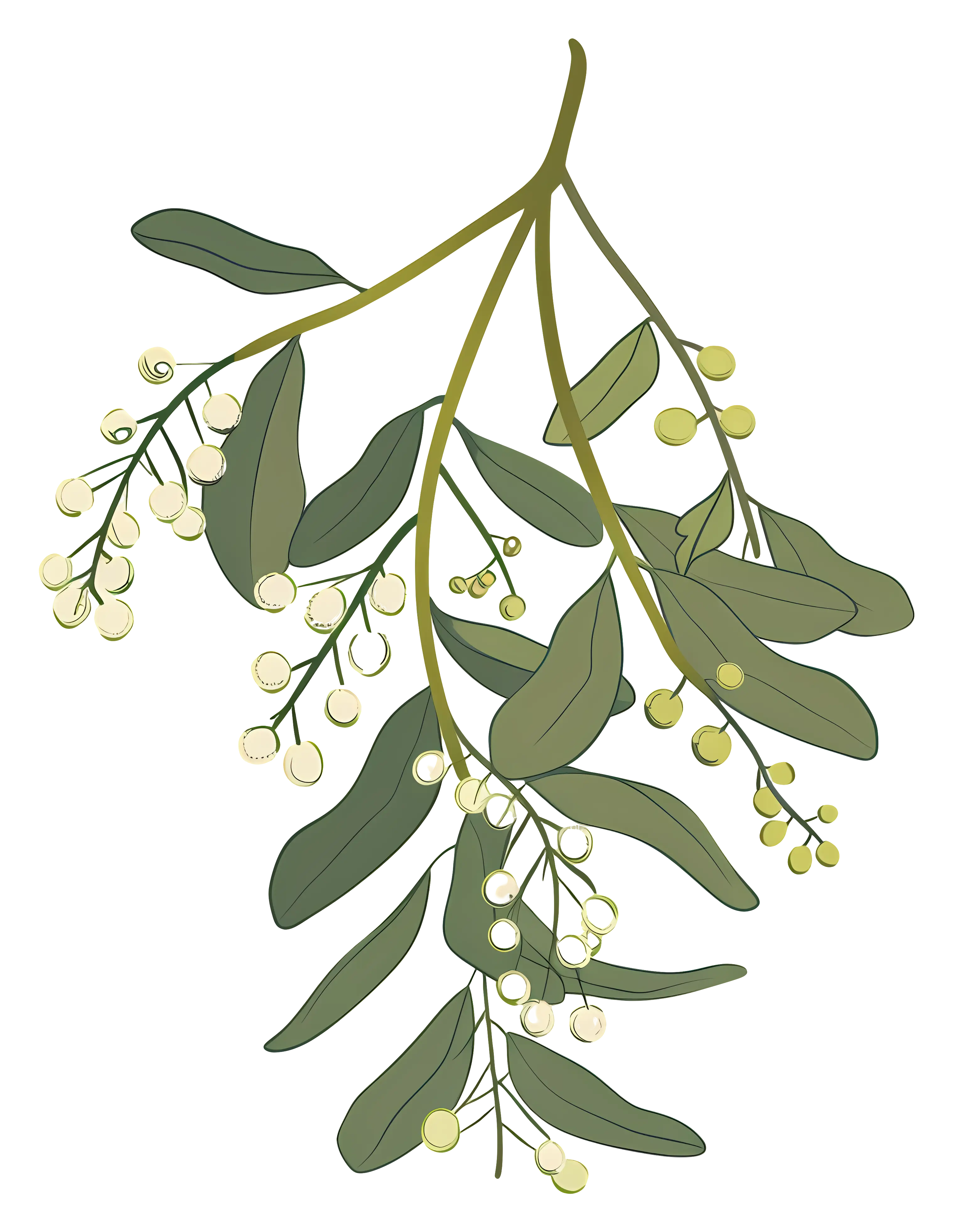 Green Mistletoe with Berries