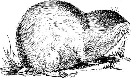 Detailed Sketch of a Rodent in Nature