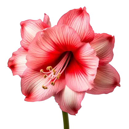Pink Amaryllis Flower Illustration
