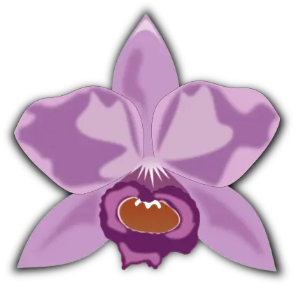 Beautiful Purple Orchid Flower Illustration