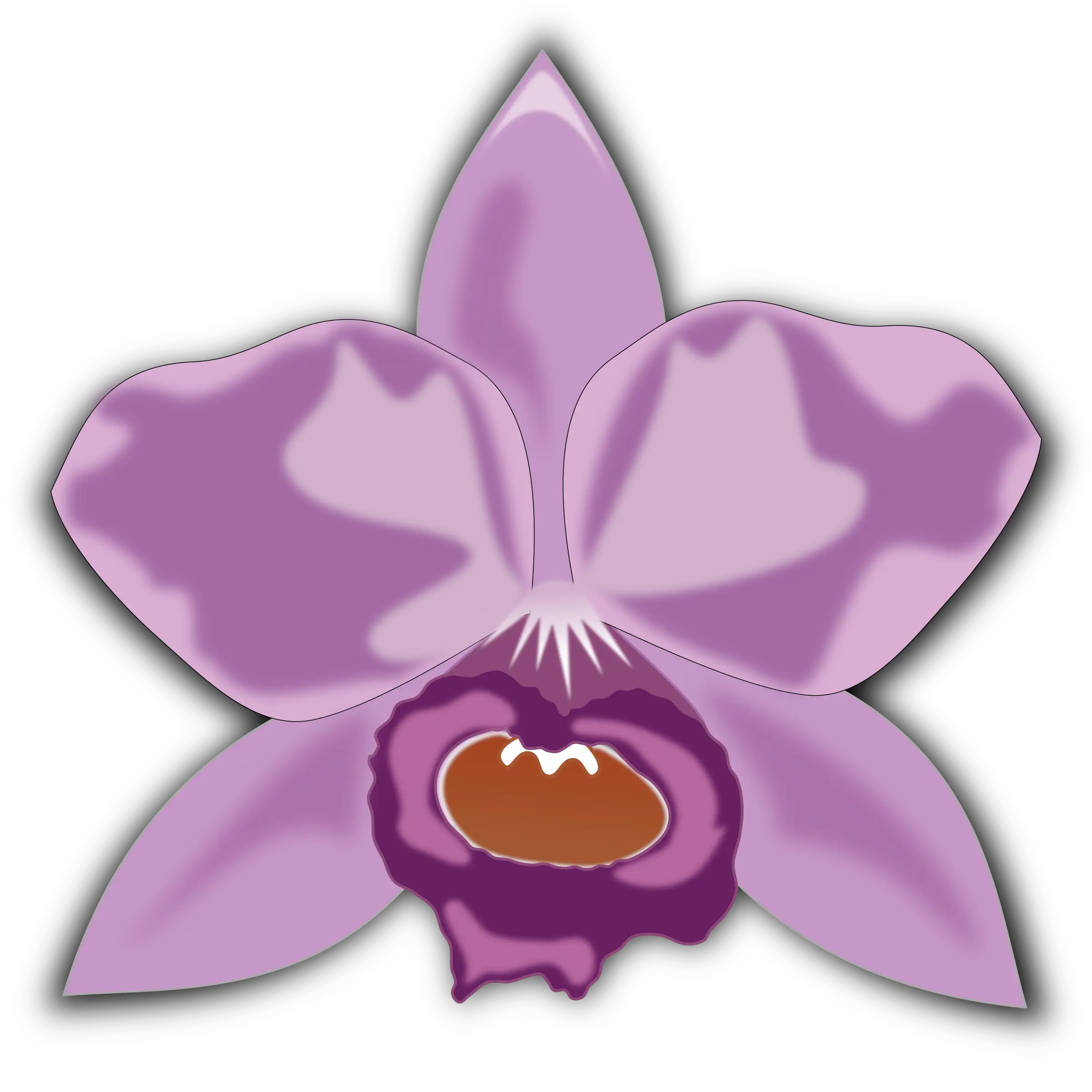 Beautiful Purple Orchid Flower Illustration