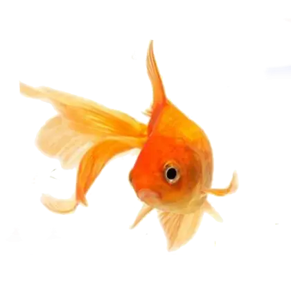 Bright Orange Aquarium Goldfish
