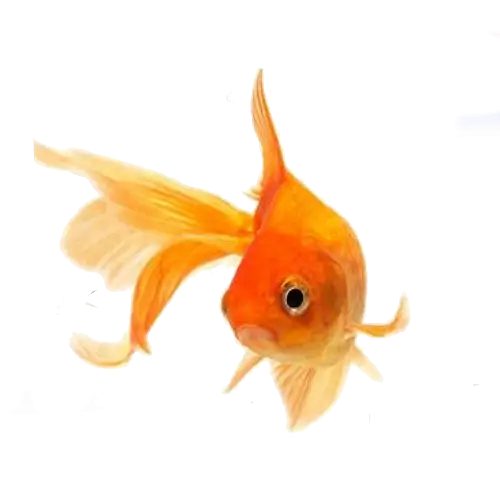 Bright Orange Aquarium Goldfish