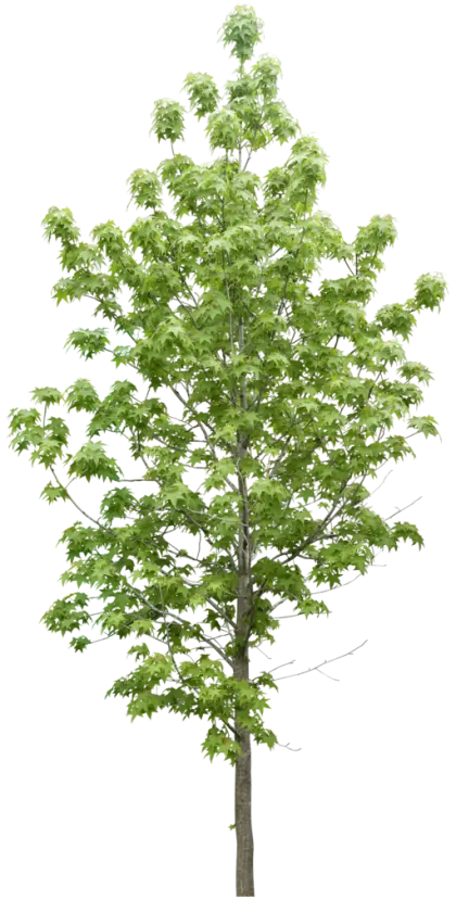Illustration of a Green Hardwood Tree
