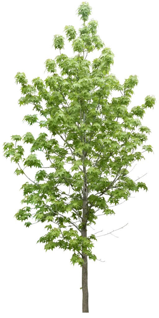 Illustration of a Green Hardwood Tree