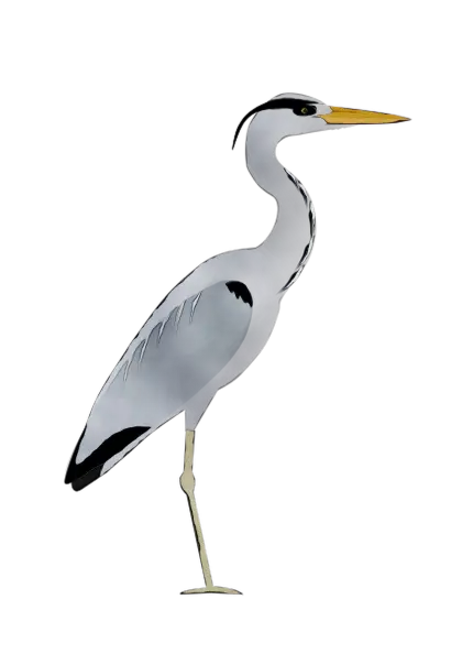 Heron Bird Illustration
